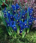 iris