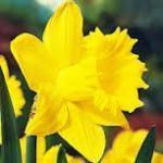 daffodil