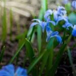 squill