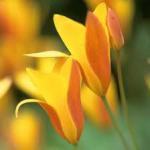 tulip