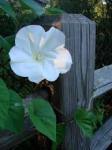 moonvine