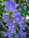 bellflower