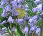 woodhyacinths