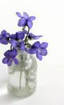 violets