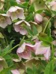lentenroses