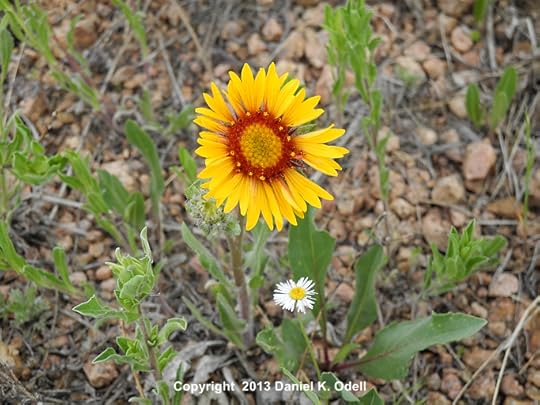 Blanket Flower
