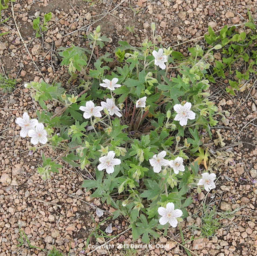 Sticky geranium