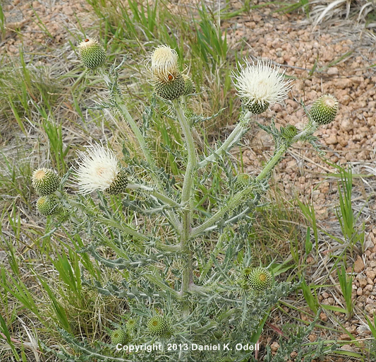 Thistle