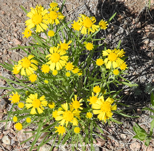 Senecio