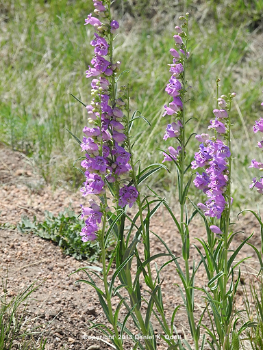 Penstemon