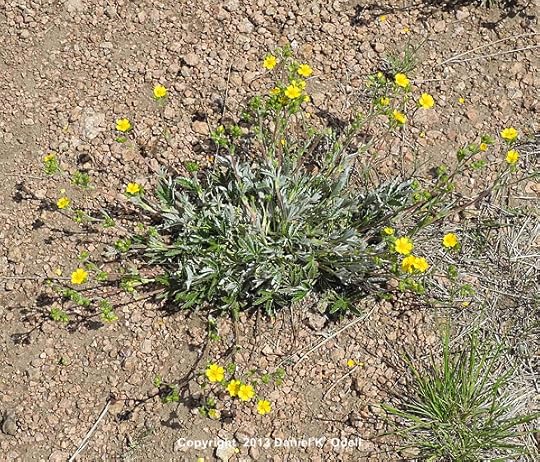 Potentilla