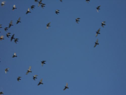 returning to the dovecote