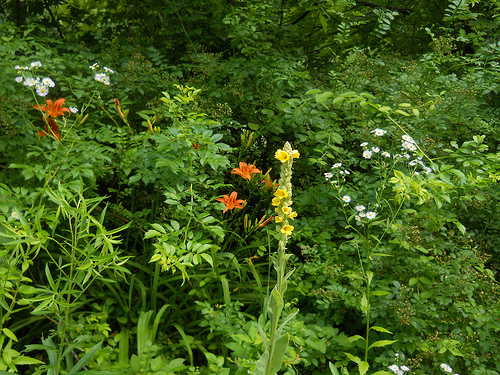 roadside flowers of July