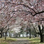Path Through the Trees