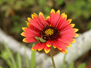 CricketFlowerFull