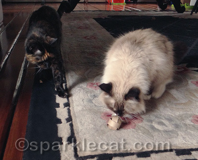 Binga got the treat... did you ever doubt?