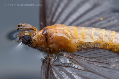 Legs of burrwing mayflies (Polymitarcyidae) are reduced to useless stubs and are completely non-functional. Males' front legs are slightly larger and may by used during mating, which also takes place in the air.