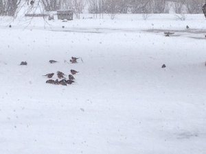 Birdies
