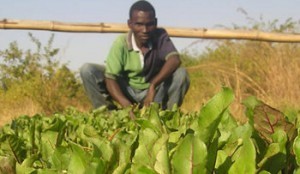 food-security-africa