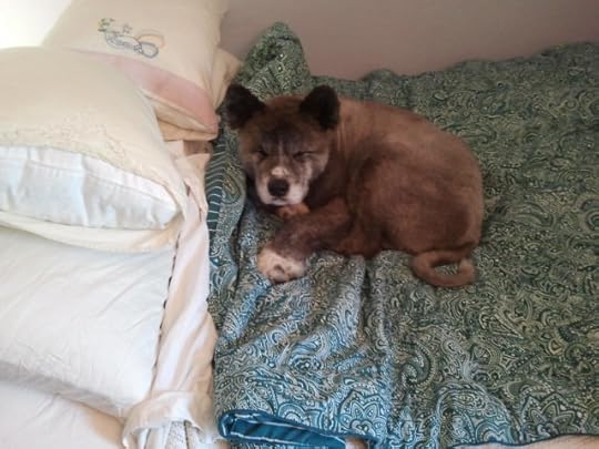 the akita makes himself into the tiniest possible ball of dog when he gets on the bed