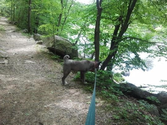 it's a dog! on a string!