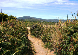 Path through scrub at Cloudy Bay