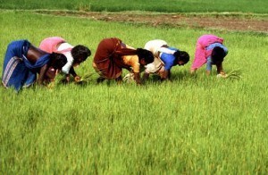 women-rice-farmers
