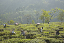tea-pickers