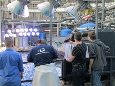 coral reef tank from topside, GA aquarium