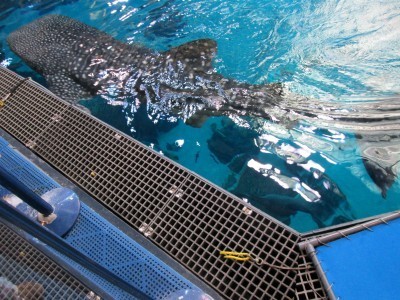 whale shark from topside, GA aquarium