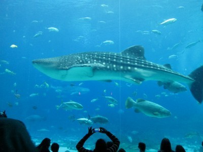 whale shark, GA aquarium