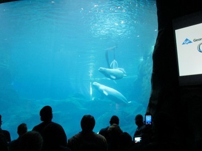 beluga whales swimming at the georgia aquarium