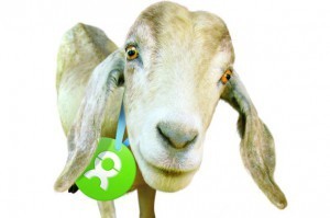 oxfam-goat-590
