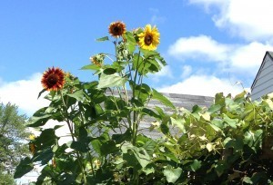 Sunflower