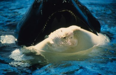 captivity_orca_usa_san_diego_mouth_ulceration_wdcs