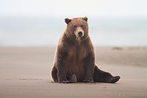 Brown / Grizzly Bear, Lake Clark National Park, Alaska.