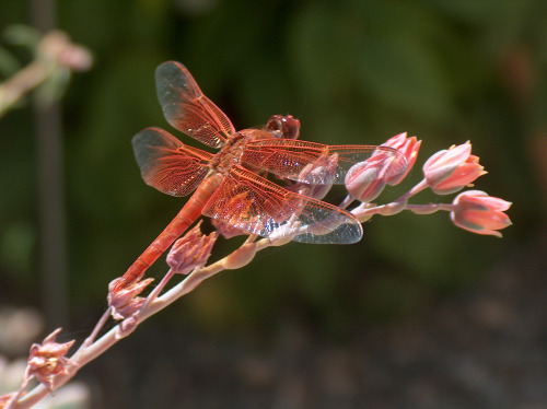 dragonfly HPIM7275