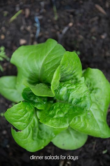 The State of the Garden (A Tour) July 2013 FoodforMyFamily.com