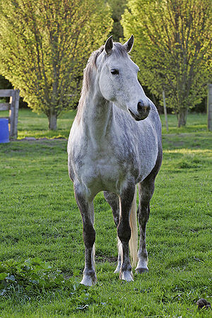 White horse in field