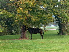 Amish Horse Waiting