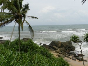 palms