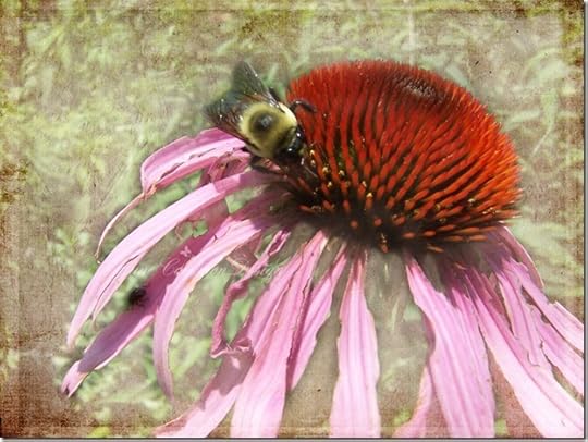 Cornflower_Shine