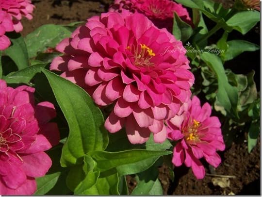 Pink_Zinnias