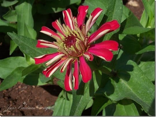 Zinnias_unfolding
