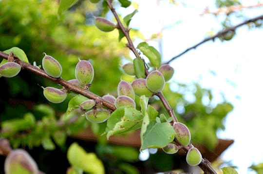 baby-apricots