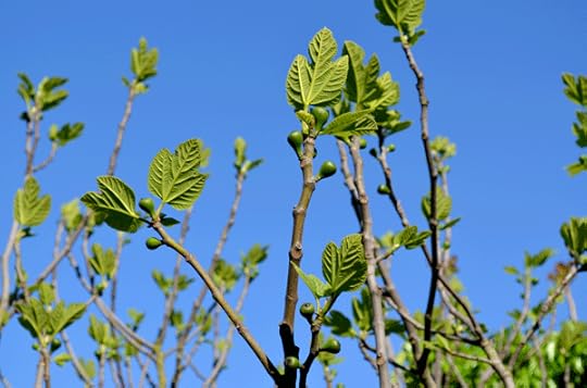 baby-figs