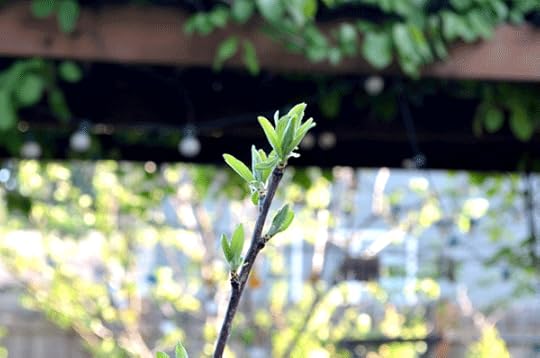 baby-plum