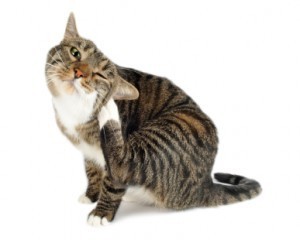 feline_allergies