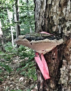 Tree Fungus Eats Trail Marker
