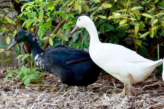 Pepper and Bess, whom we raised from ducklings